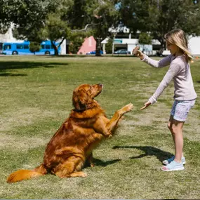 Board and Dog Training.