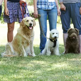 If you’re searching for dog training, puppy training classes, or the best dog trainers near Princeton, MN, Country Pup Kennel delivers trusted, results-driven support to help you and your dog thrive.