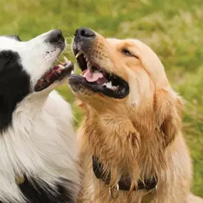 Board and Dog Training.  This dog training class includes: