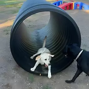 Dog Daycare Princeton, MN