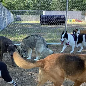 Inside or Outdoors Dog Daycare Princeton, MN