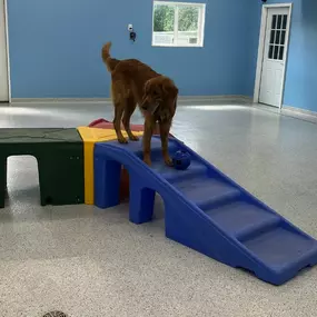 Country Pup Kennel Dog Daycare Service Area.