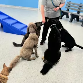 1-on1 Time Dog Boarding.