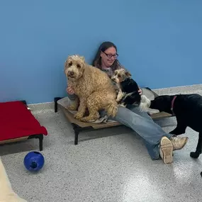 Boarding for Dogs While on Vacation.