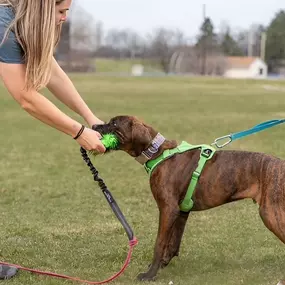 Meet our dog trainer, Sarah Bostock.