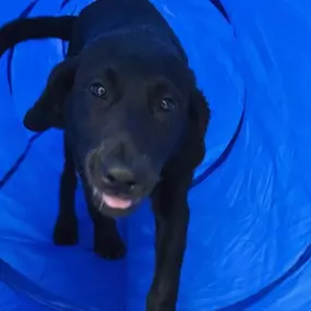 Dog Boarding Near Me.