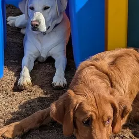 Affordable Dog Boarding.
