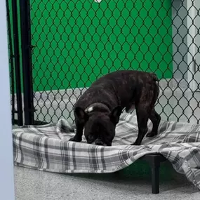 Country Pup Kennel Dog and Puppy Boarding FAQs.