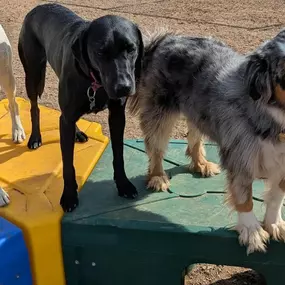 Dog Boarding for Special Needs Dogs and Puppies.