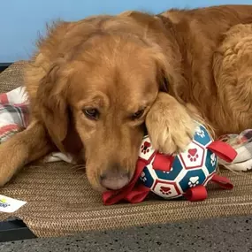 Book a “Trial Boarding” Before a “Long” Stay with Country Pup Kennel.