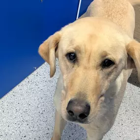 Meet Country Pup Kennel Staff Before Booking Dog Boarding.