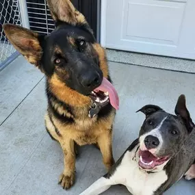 “Structured Play Groups” for Dog Boarding.