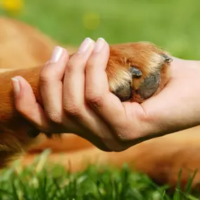 How to Choose Dog Training?
