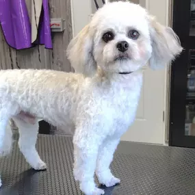 Puppy Grooming.