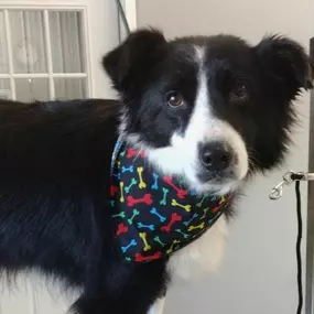 Dog Grooming Rates.