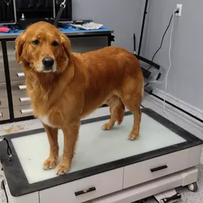 Dog Grooming Provides Healthy Skin & Coat