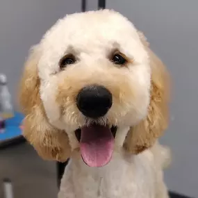 Regular Dog Grooming Provides Early Health Detection