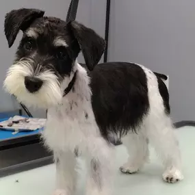 Dog Grooming Reduces Shedding