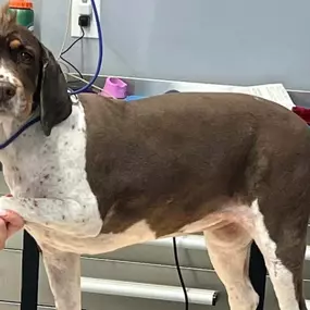 Dog Grooming Provide Better Hygiene