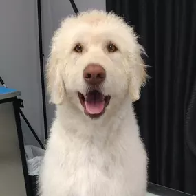 Dog Grooming Prevents Matting