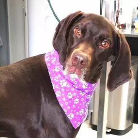 Dog Grooming is great for Pest Control