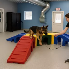 What is a Dog Training Assessment?