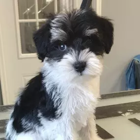 Dog Grooming Provides Improved Comfort