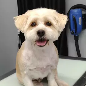 Dog Grooming Boosts Your Dogs Confidence