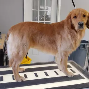 Got tumbleweeds of fur at home?