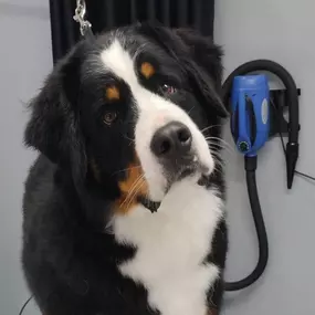 New puppy? Start positive!