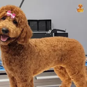 Treat your dog to the works: bath, blow-dry, brush-out, haircut (breed or pet style), ear cleaning, and finishing spray.