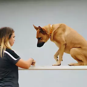 Basic Obedience Dog Training.