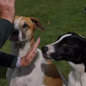 Best dog trainers near Elk River, MN.