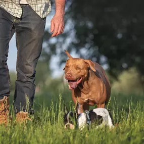 Puppy training classes near Elk River, MN.