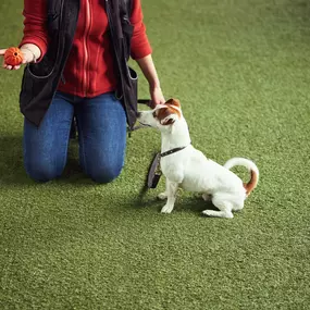 Obedience training for dogs, Elk River, MN.