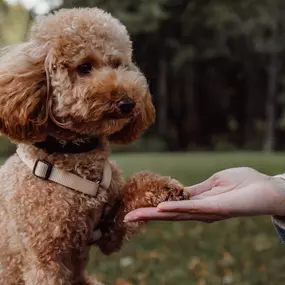 Dog training for aggressive dogs, Elk River, MN.