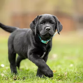 Puppy obedience training near Elk River, MN.