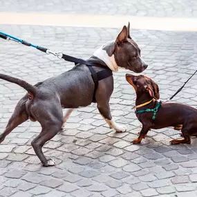 Professional dog training services, Elk River, MN.
