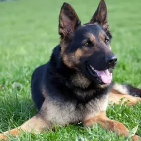 Basic Obedience Dog Training.
