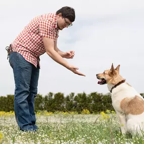Dog and puppy training near Elk River, MN.