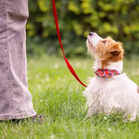 Best dog trainers near Elk River, MN.
