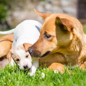 Puppy training classes near Elk River, MN.