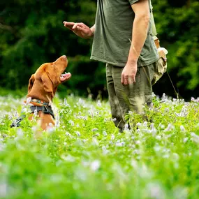 Obedience training for dogs, Elk River, MN.