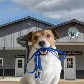 Dog behavior training Elk River, MN.