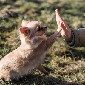In-home dog training Elk River, MN.