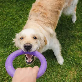 Dog training for aggressive dogs, Elk River, MN.