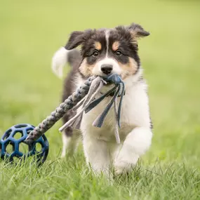 Professional dog training services, Elk River, MN.