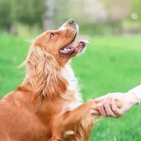 Basic Obedience Dog Training.