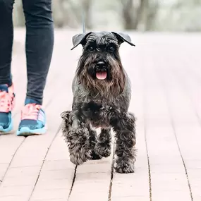Best dog trainers near Cambridge, MN.