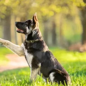 Puppy training classes near Cambridge, MN.